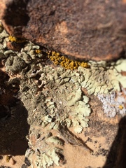 Xanthoparmelia plittii