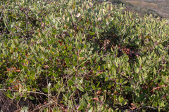 Arctostaphylos rudis