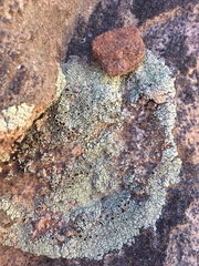 Lecanora argopholis