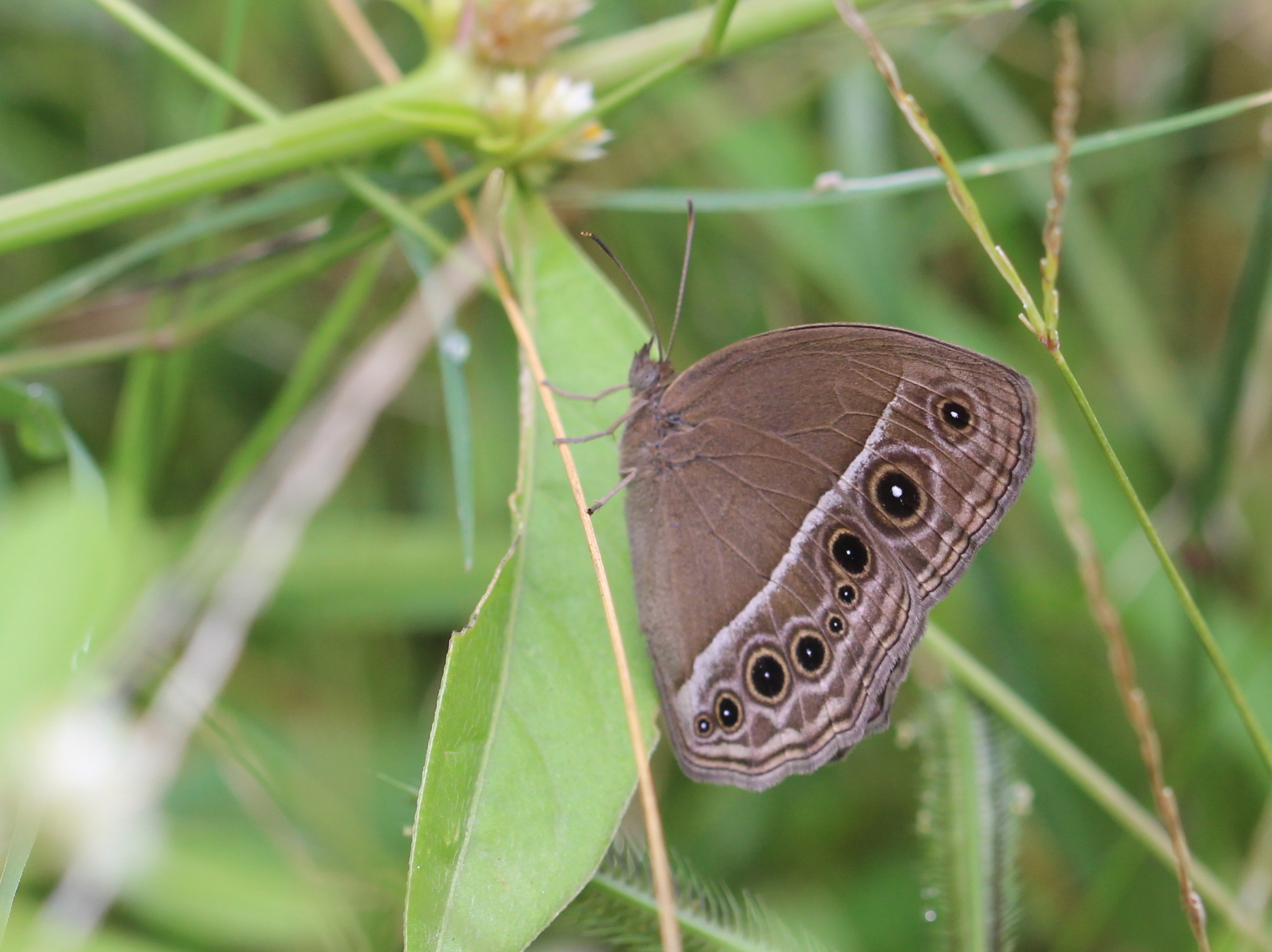 Dark-Branded Bushbrown