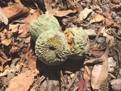 Lithocarpus amygdalifolius