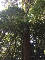 Lithocarpus amygdalifolius