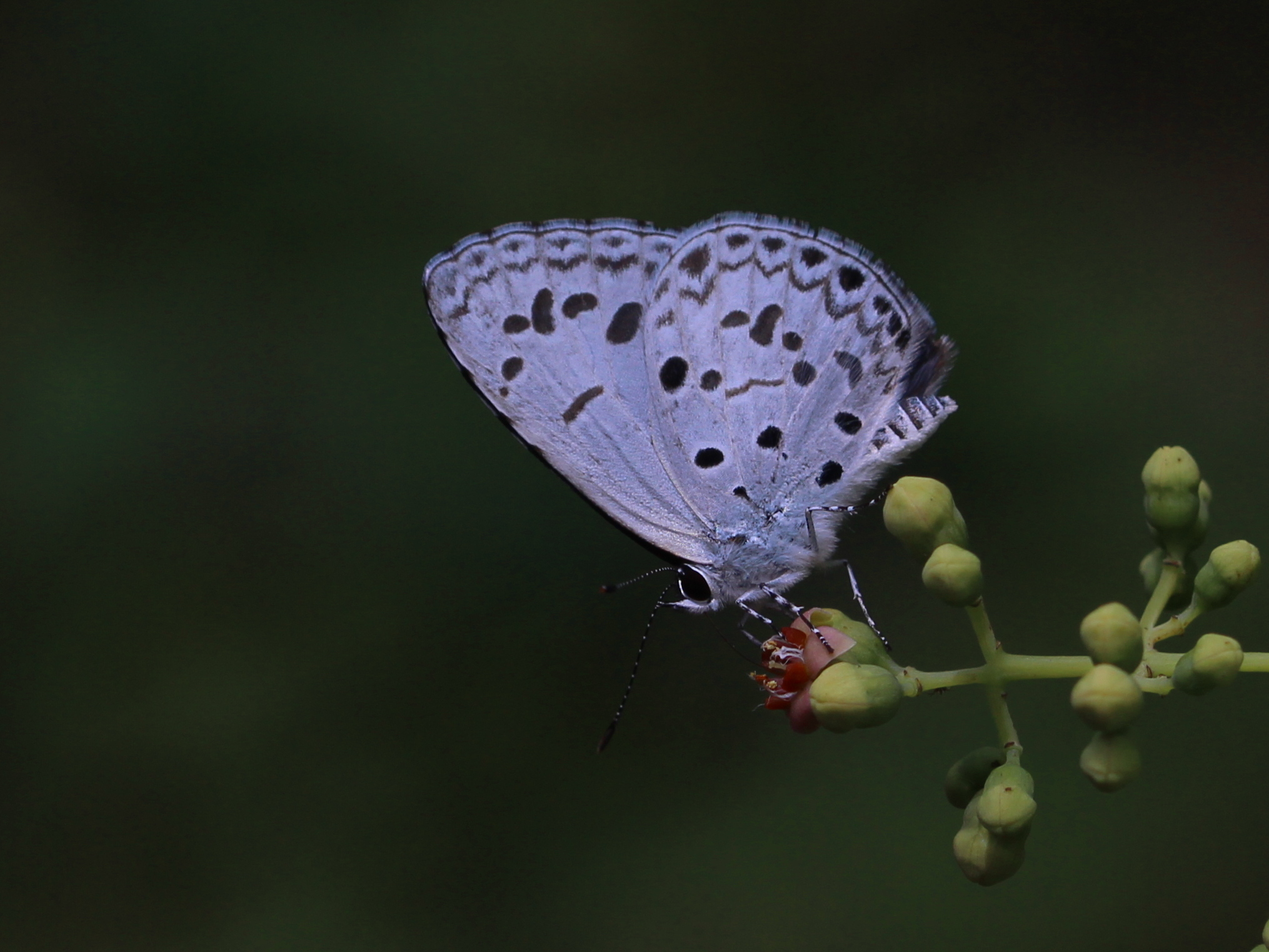 Common Hedge Blue