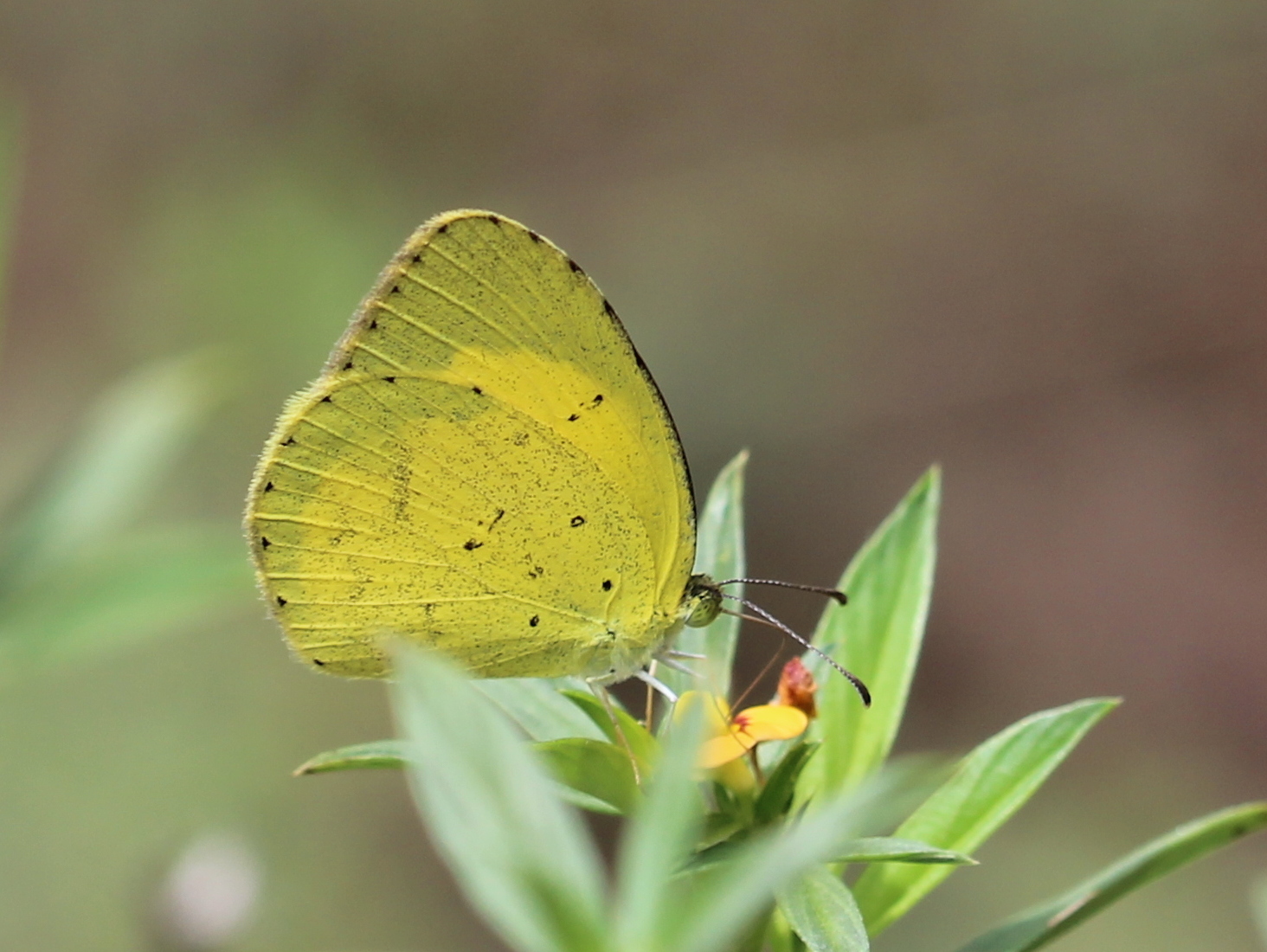 Small Grass Yellow