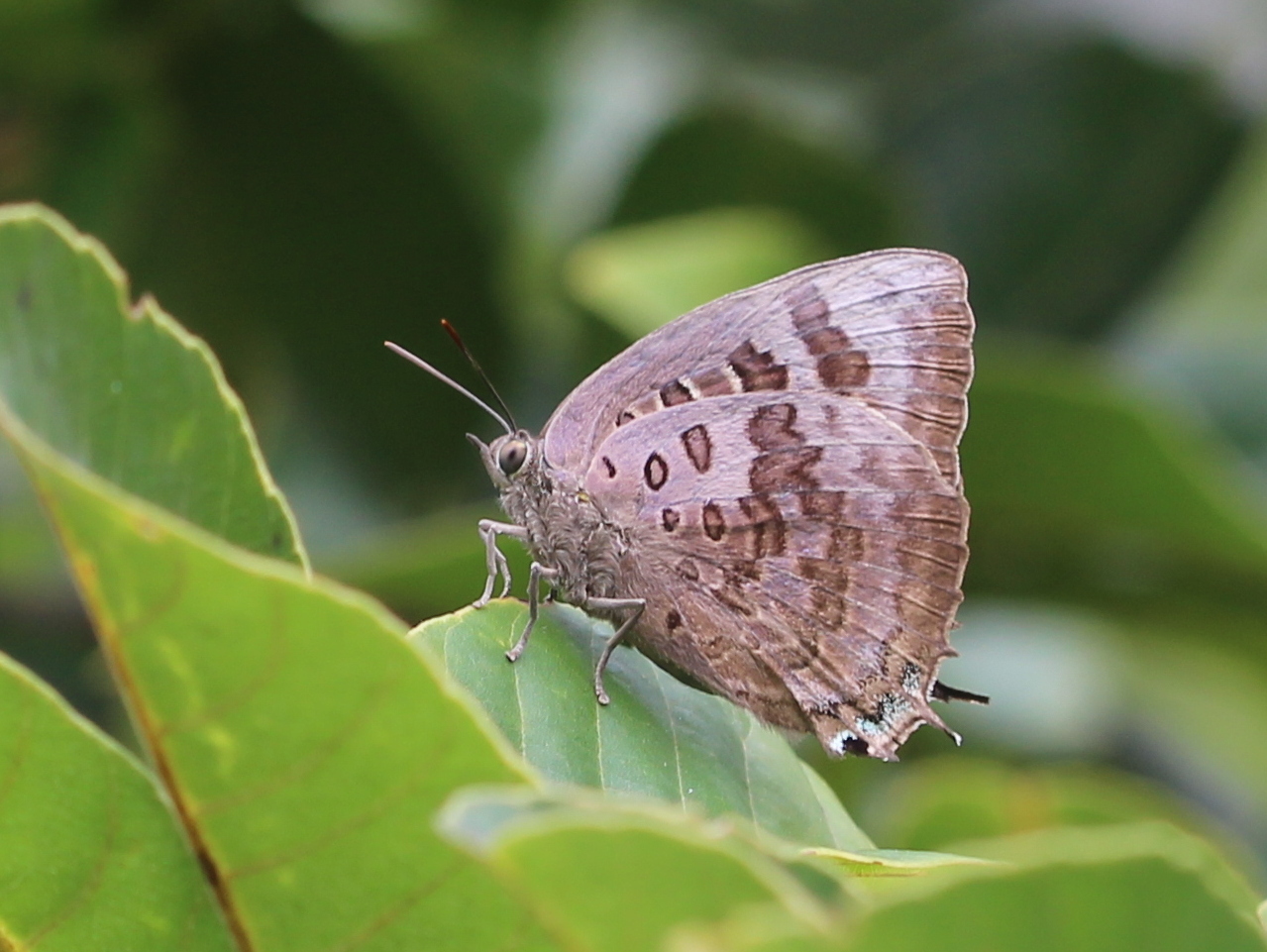 Large Oakblue