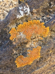 Xanthomendoza trachyphylla
