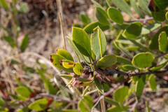 Arctostaphylos rudis