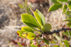 Arctostaphylos rudis
