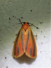 Hypoprepia fucosa