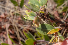 Arctostaphylos rudis