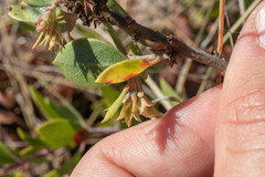 Arctostaphylos rudis