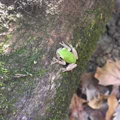 Hyla avivoca