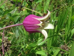 Clematis glaucophylla