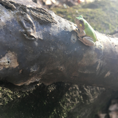 Hyla avivoca