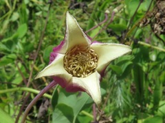 Clematis glaucophylla