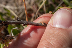 Arctostaphylos rudis