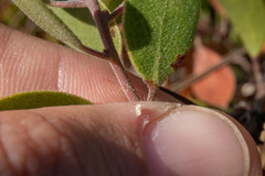 Arctostaphylos rudis