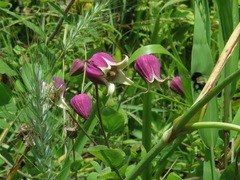 Clematis glaucophylla