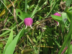 Clematis glaucophylla