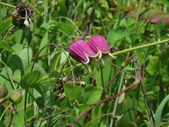Clematis glaucophylla