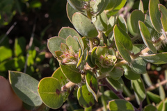 Arctostaphylos purissima