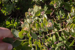 Arctostaphylos purissima