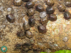 Antiteuchus mixtus