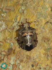Antiteuchus mixtus