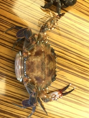 Thalamitinae
