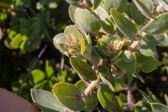 Arctostaphylos purissima
