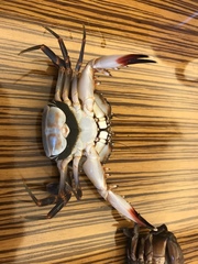 Thalamitinae
