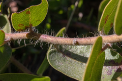 Arctostaphylos purissima
