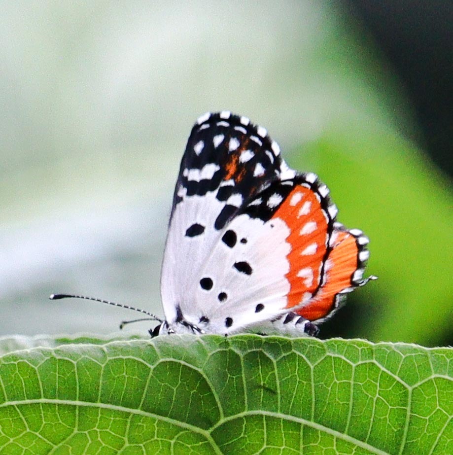 Red Pierrot
