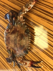 Thalamitinae