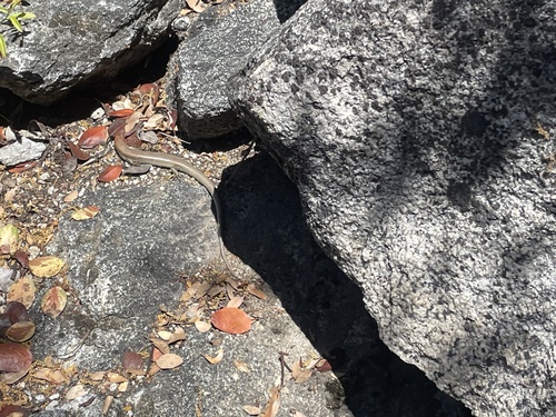 iNaturalist observation photo of Gilbert's Skink