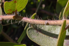 Arctostaphylos purissima