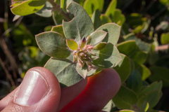 Arctostaphylos purissima