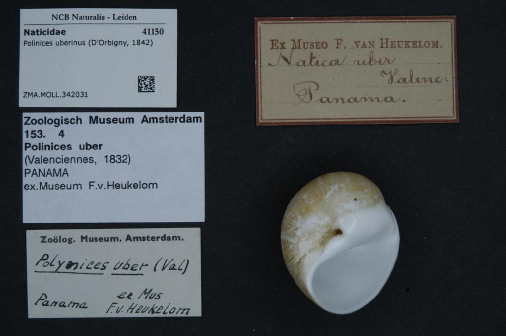 Polinices uberinus