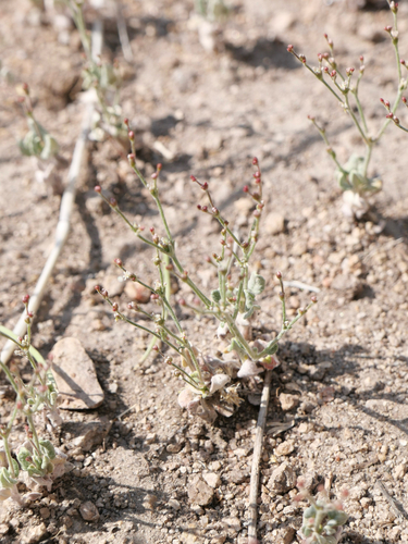vanishing wild buckwheat (Eriogonum evanidum)