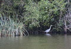 Ardea cinerea