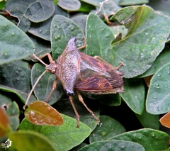 Edessa leucogramma