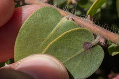 Arctostaphylos purissima