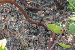 Arctostaphylos purissima