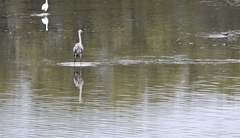 Ardea cinerea