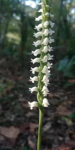 Spiranthes ovalis var. ovalis