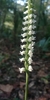 Southern Oval Ladies'-Tresses - Photo (c) Margaret Vincent, some rights reserved (CC BY-NC), uploaded by Margaret Vincent