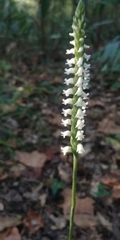 Spiranthes ovalis ovalis