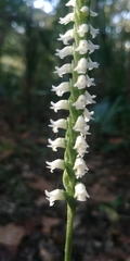 Spiranthes ovalis ovalis