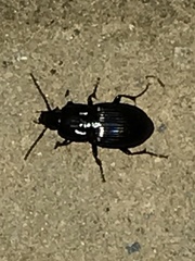 Pterostichus permundus