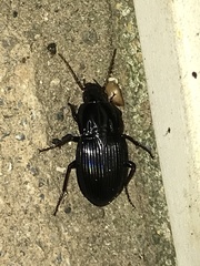 Pterostichus permundus